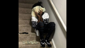 223s [Chuckyy, Lil Noonie]